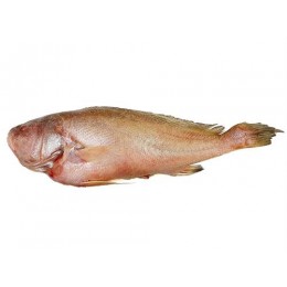 River/ Freshwater Croackers Gutted 2000gr up- IWP 20 kg-SU River/ Freshwater Croackers Gutted 2000gr up- IWP 20 kg-SU