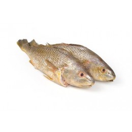 Jona Yellow Croakers WGS 500-1000 gr 1 x 10 kg IQF/IWP-SR Jona Yellow Croakers WGS 500-1000 gr 1 x 10 kg IQF/IWP-SR