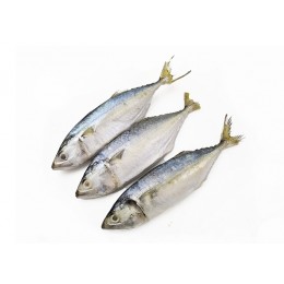 Jona Indian Mackerel WR 8/10 pc/kg 15 x 1 Kg-IN Jona Indian Mackerel WR 8/10 pc/kg 15 x 1 Kg-IN