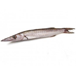 Barracuda WR 500-1000 gr 1 x 20 kg IQF/IWP-SR Barracuda WR 500-1000 gr 1 x 20 kg IQF/IWP-SR