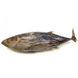 Bonito / Skipjack Tuna WR 2kg up 1x20kg -IN Bonito / Skipjack Tuna WR 2kg up 1x20kg -IN