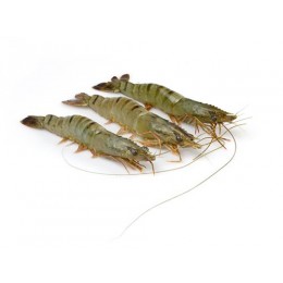 JONA Langostino Black Tiger HOSO 21/30 10x1 30%-BD JONA Langostino Black Tiger HOSO 21/30 10x1 30%-BD