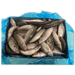Horse Mackerel WR 350g-UP Block 1 x 20kg -GB