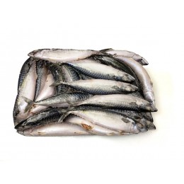 Mackerel WR 500 gr+ (average 580 gr) 2 x 12.5 Kilo Block-FO Mackerel WR 500 gr+ (average 580 gr) 2 x 12.5 Kilo Block-FO