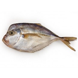 Carribean Pomfret/Poyo/Moonfish WR IQF 300-500 10 Kg-SR Carribean Pomfret/Poyo/Moonfish WR IQF 300-500 10 Kg-SR