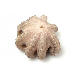 JONA Octopus Whole Clean Flower IWP 0,5-1 kg 10 Kg 10% -ID JONA Octopus Whole Clean Flower IWP 0,5-1 kg 10 Kg 10% -ID
