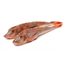 Jona Red Gurnard Whole Round 5 pcs 8 x +/- 1 kg 10%-NL Jona Red Gurnard Whole Round 5 pcs 8 x +/- 1 kg 10%-NL